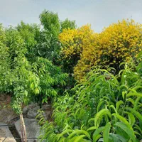 باغ ویلا دنج، متراژ بالا، قیمت مناسب