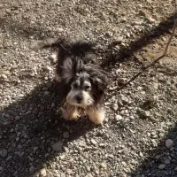 واگذار|سگ|شوط, |دیوار