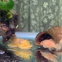 کت پوزه بوته ای ماده مولد بلو آیز