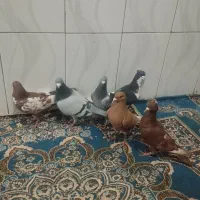 کبوتر رنگی|پرنده|پسکوه, |دیوار