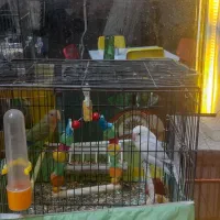 پرنده|پرنده|تهران, فلاح|دیوار