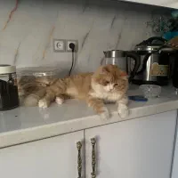 گربه باهوش