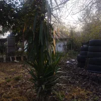 گل یوکا|گل و گیاه طبیعی|سنگر, |دیوار