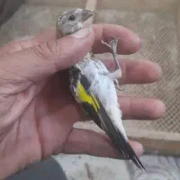 جوجه سهره کال تعداد