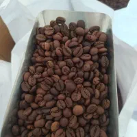 پخش قهوه قیمت همکاری