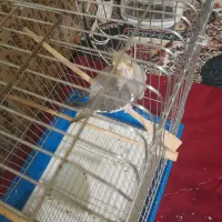 عروس هلندی مرواریدی|پرنده|بندر ماهشهر, |دیوار