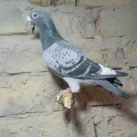 کبوترفروشی