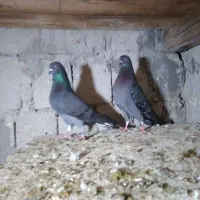 کبوتر|پرنده|قشم, |دیوار