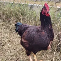 مرغ وخروس نژاد رد آیلند اصل|حیوانات مزرعه|سرخه حصار, |دیوار