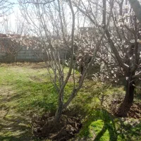 باغ در باسمنج