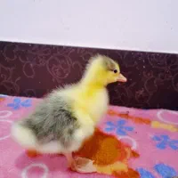 جوجه قاز