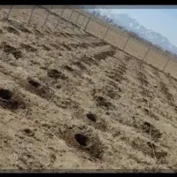 کندن چاله درخت