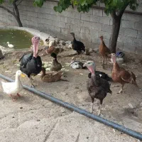 بوقلمون