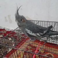 عروس هلندی