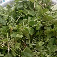 چوچاق محلی تازه