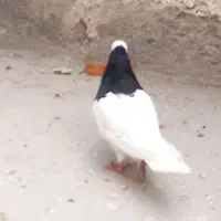 فروش کبوتر طوقی گیجی درجه یک