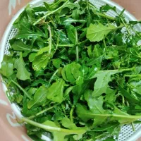 فروش کهکیز بارون