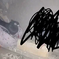 ماهشهر شهرک مدنی گلستان ۷|پرنده|بندر ماهشهر, |دیوار