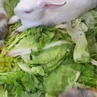 خرگوش