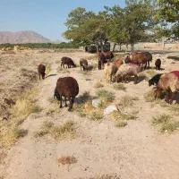 ۲۲ راس میش افشاری زاییده بره بزرگ دوباره آبست