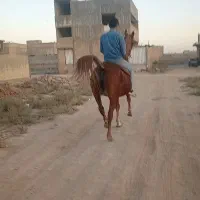 اسب مادیان|اسب و تجهیزات اسب‌سواری|شیراز, سلطان آباد|دیوار