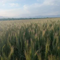 پرس کاه گندم