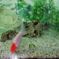 ماهی گیاه خوار