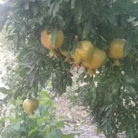 فروش باغچه ۱۸۰۰متری در شهر فاروق