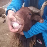 قوچ شاخدار - گوسفند - بره