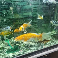 آکواریوم ماهیران|ماهی|اصفهان, شهرک صنعتی امیرکبیر (شاپور جدید)|دیوار