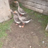 سه عدد غاز نر فروشی