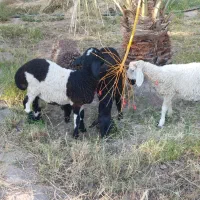 فروش میش بره