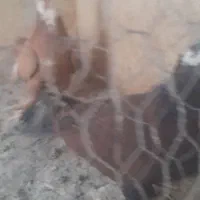 کبوتر|پرنده|یزد, |دیوار