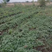 نهال توت فرنگی کاماروس|گل و گیاه طبیعی|خان ببین, |دیوار