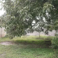خونه باغ روستایی سرسبز۶۵۰/mسراوان بامدارک.|فروش خانه و ویلا|رشت, دیلمان|دیوار