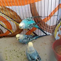 مرغ عشق نر|پرنده|شیراز, ریاستی|دیوار