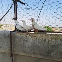 پرنده|پرنده|تهران, آهنگ|دیوار