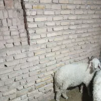 بره نر