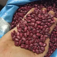 انواع لوبیا * چیتی سفید و رشتی و قرمز black Friday|خوردنی و آشامیدنی|بیرجند, |دیوار