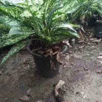 استخدام کارگر ساده در شرکت گلفام شمال