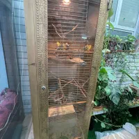 مرغ عشق|پرنده|خمینی‌شهر, |دیوار