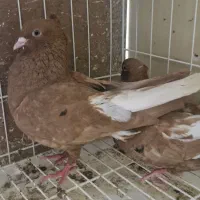 زرد دم سفید