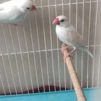 فنج نرگسی یا مصری نر و ماده با چهار تخم