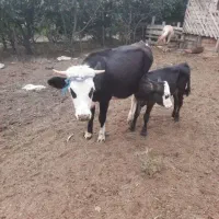 گاوو گوساله سیمنتال و گاو دورگ محلی