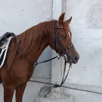 اسب عرب مصری