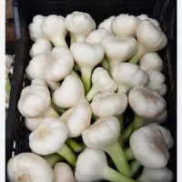 سیر فروش