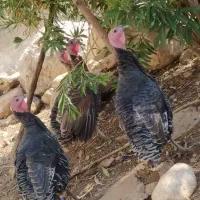 بوقلمون|حیوانات مزرعه|دزفول, |دیوار