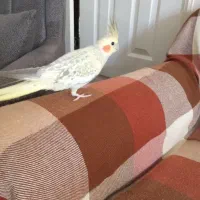 فروش عروس هلندی