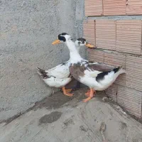 اوردک محلی