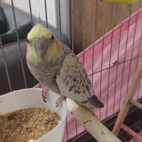 جفت عروس نر و ماده به همراه جوجه ها